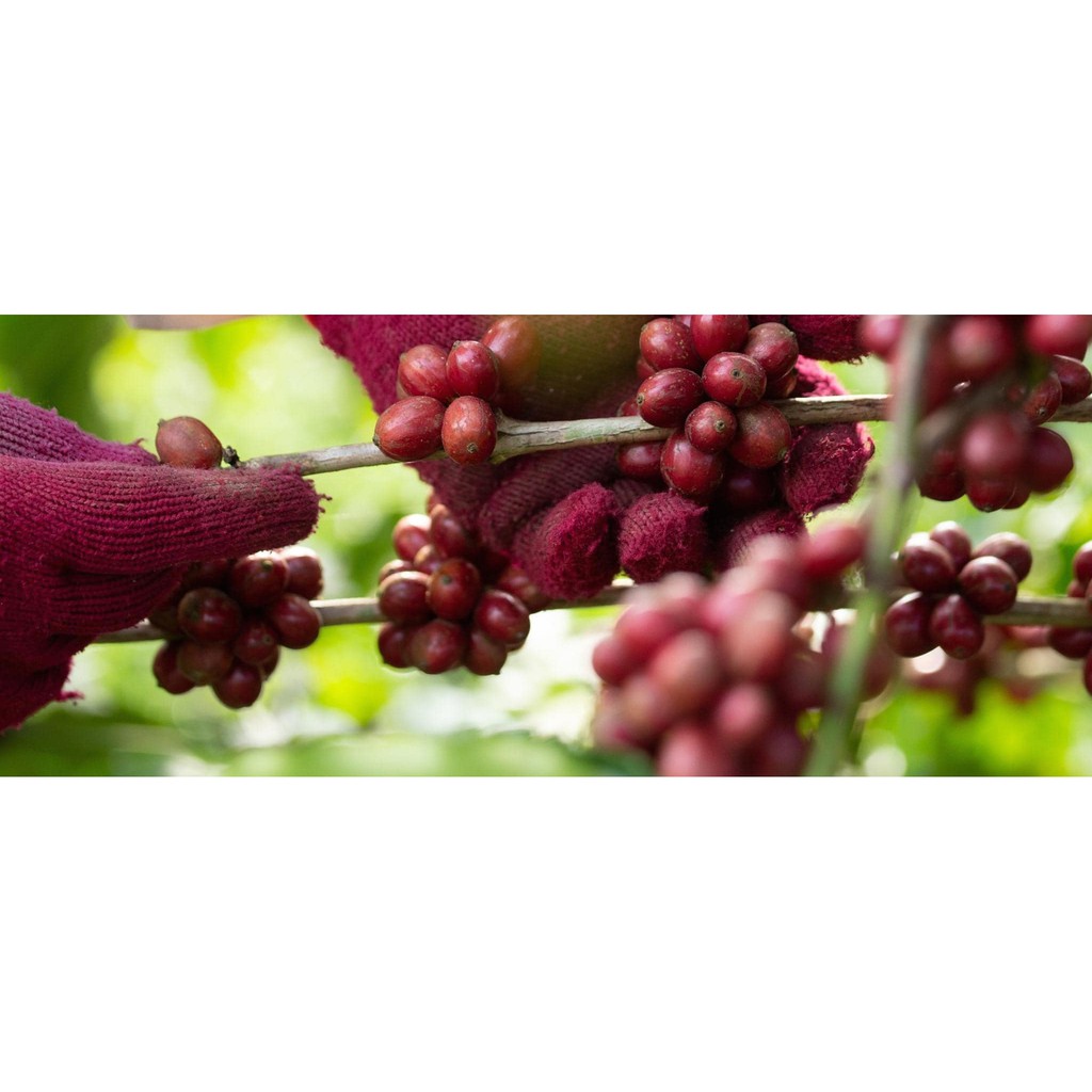 |THW GROUP| Cà Phê Arabica Thổ Dân 500G (Tặng 1 Phin Nhôm khi mua từ 2 SP)