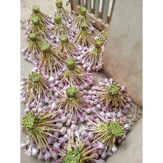 (1kg) TỎI BẮC SIÊU THƠM NGON.