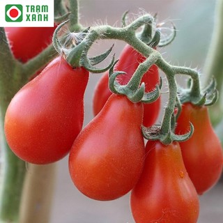 Hạt giống cà chua lê đỏ gói 30 hạt