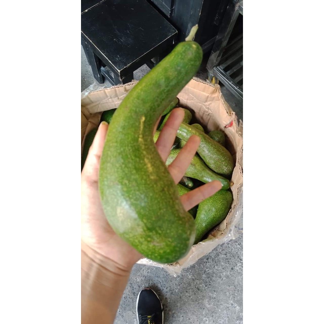 Bơ núi nưa( 2,3 trái ) -chín xanh sáp béo, cơm vàng ngon-1kg