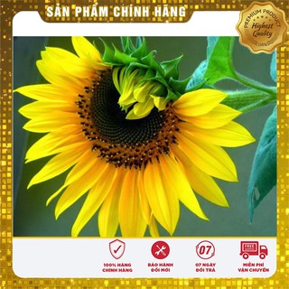 Hạt Giống Hoa Hướng Dương(30 hạt)