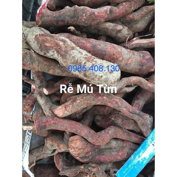 Rễ Mú Từn ( Ngâm rượu uống 1 ng khoẻ 2 người vui)