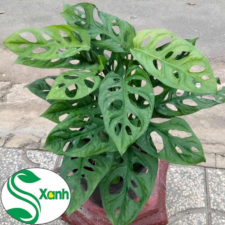 Trầu bà lá lỗ