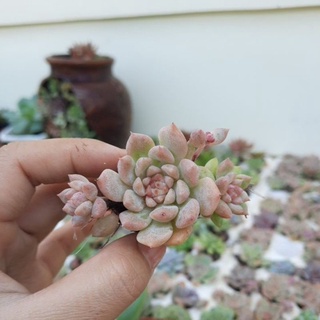 sen đá dù hồng🌵hư 1 đổi 1🌵đã thuần