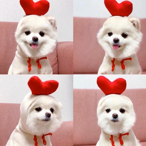 🌸 Quần Áo Chó Mèo Có Nón Cosplay Biến Hình Cho Thú Cưng