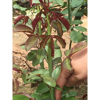 - Chế phẩm sinh học công nghệ Nhật Bản P-Gro hàng đẹp, chuyên cho cây hoa cảnh.