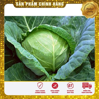 Bộ gói hạt giống Cải bắp