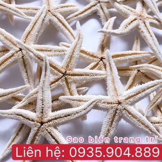 Sao biển 300gr [ trang trí - ngâm riệu - làm thuốc ]