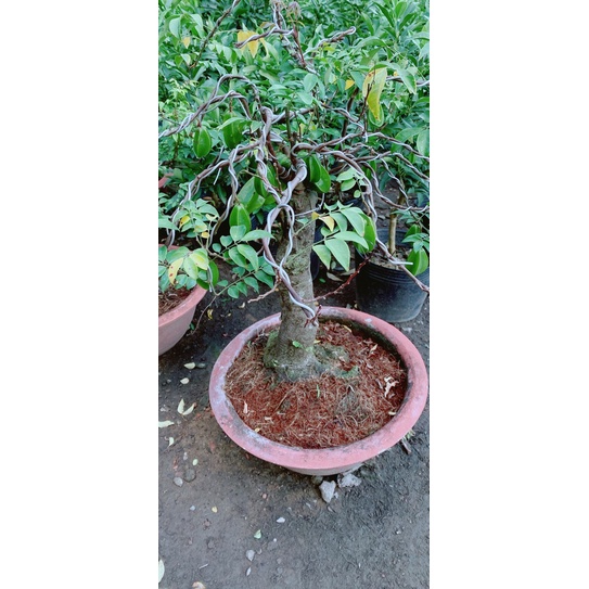 Chậu Khế Bonsai (khế chua)