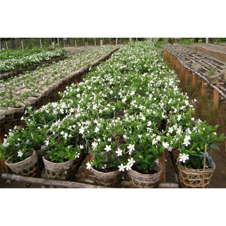 [Cây cho hoa] mai chỉ thiên - Trang Flowers