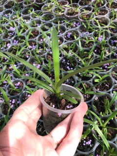 Cây giống lan kiếm Phan Trí (combo 3 cây)