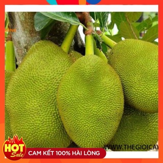 Cây Giống Mít Nghệ Tứ Quý Ra Trái Quanh Năm