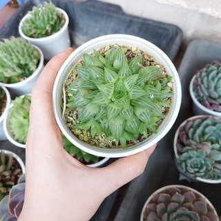 Sen đá ngọc lá nhọn cỡ to