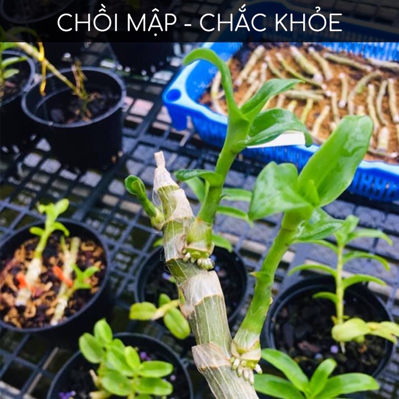 Bộ 3 Phân bón lá Grow more Orchid NPK 30 30 10 +TE, 19 31 17+TE, 20 20 20+TE dùng cho lan hoa và cây cảnh