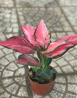 Cây vạn lộc giống mới