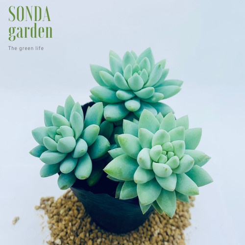 Sen đá chuỗi ngọc đứng lam SONDA GARDEN size bé 5-8cm, xuất xứ Đà Lạt, khoẻ đẹp, lỗi 1 đổi 1