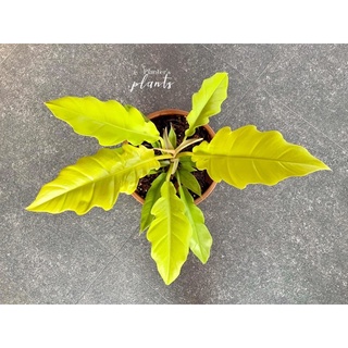 cây ngọn lửa vàng philodendron ring of fire gold