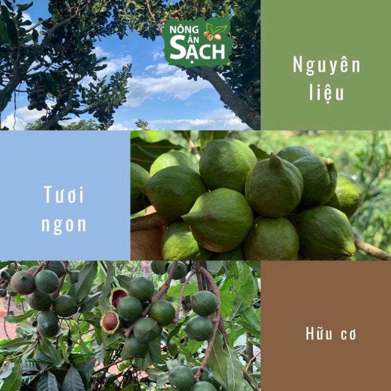 Hạt Macca Organic Sạch size A tốt cho tim mạch, huyết áp, đề kháng và phụ nữ có thai (hạt mắc ca)