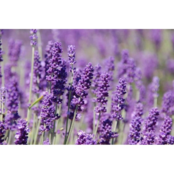 Tinh dầu oải hương 1 lo 10ml nguyên chất ( dùng cho đèn xông tinh dầu) GT008