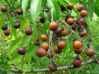Enzym bồ hòn 2 lít