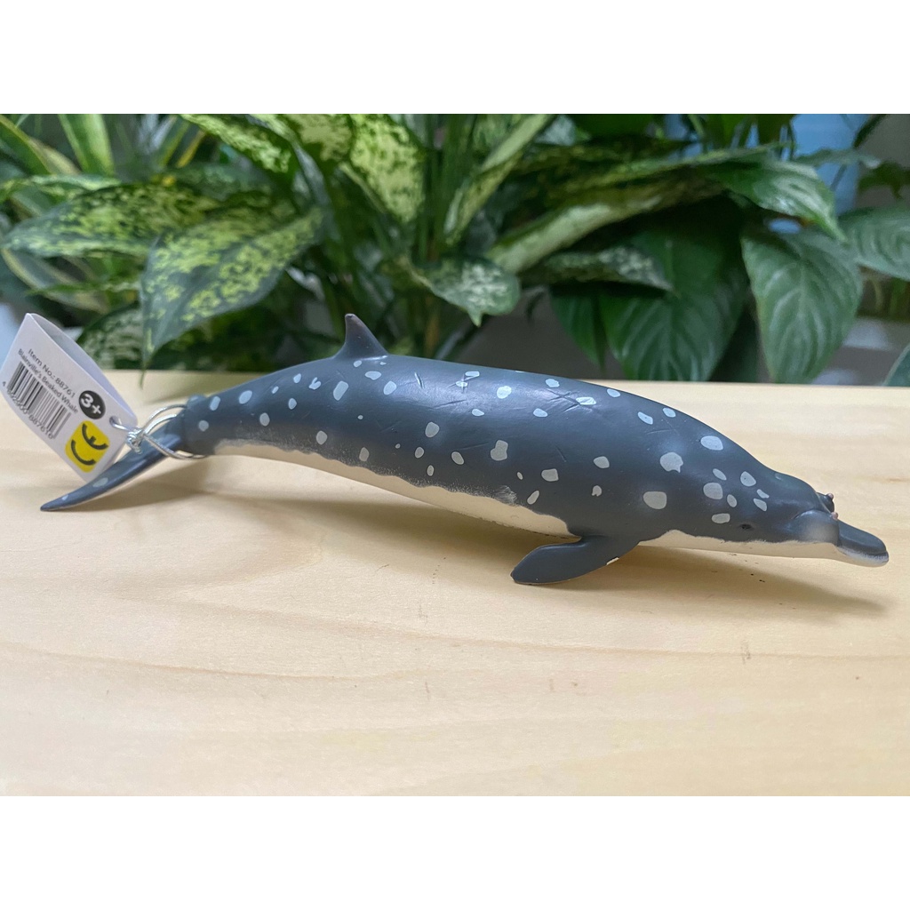 Mô hình động vật: Cá Voi Mõm Khoằm Blainville
