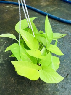 TRẦU BÀ THÁI VÀNG