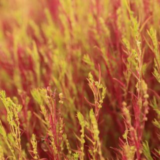 HẠT GIỐNG CỎ ĐỔI MÀU ( KOCHIA) 100 HẠT