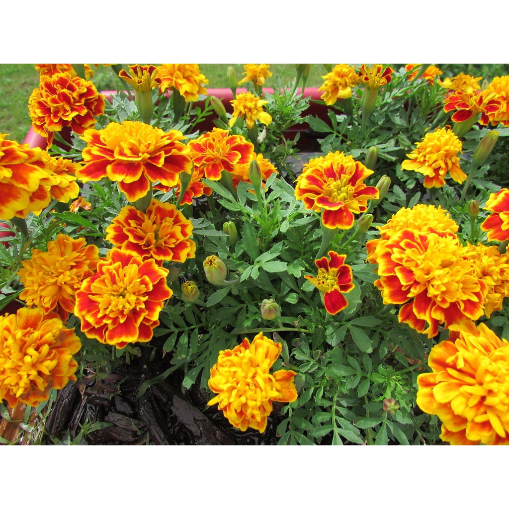 Chế phẩm bánh dầu MULTI PEANUT 500ml giúp Kích Rễ - Bung Đọt - Nhiều Hoa - Lớn Trái chuyên hoa Lan và hoa cảnh