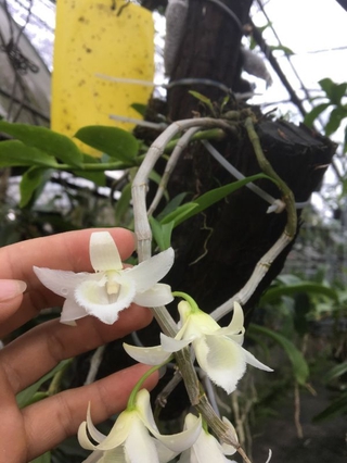 Hoa phong lan 5 cánh trắng di linh cấy mô