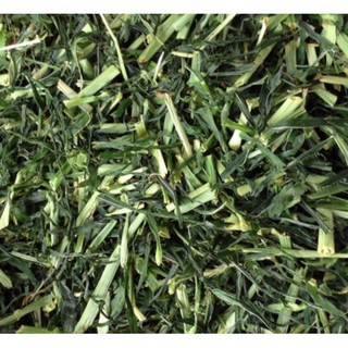 Cỏ lúa Mạch, lúa Mì Kerry cắt khúc Thơm Ngon cho Thỏ, Bọ, Chinchilla