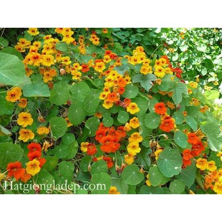 Hạt Giống Hoa Sen Cạn - 5 Hạt
