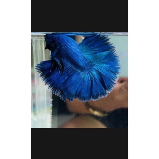 Betta halfmoon Xã 1 T'rống Betta halfmoon đa sắc ( tặng cám)