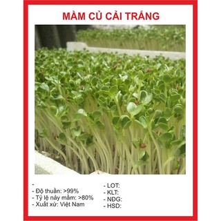 Bộ gói hạt giống Mầm củ cải trắng