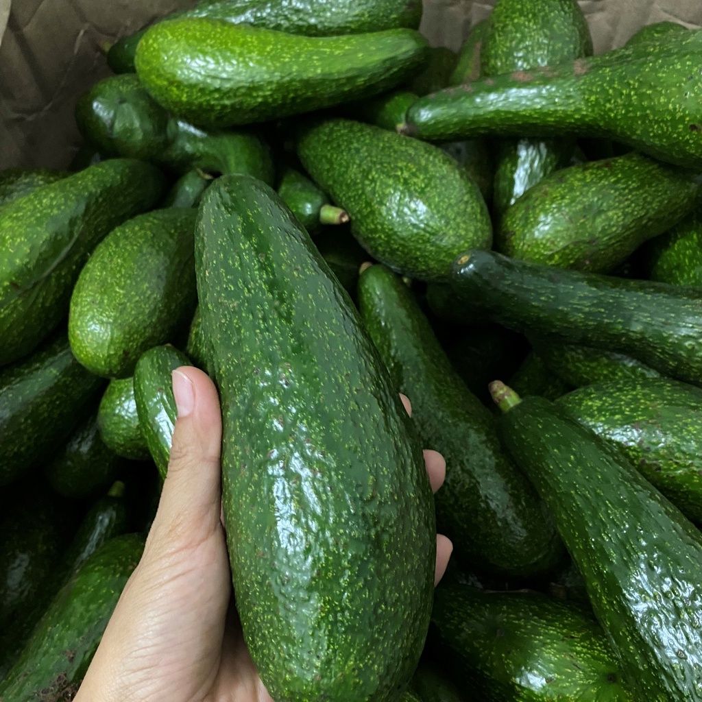 Bơ 034 Lâm Đồng- Bơ sáp - Bơ Booth nhà trồng- Hàng sẵn tại HCM- Giao hỏa tốc