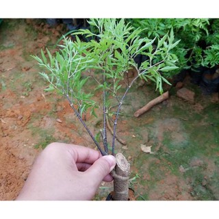 Combo 5 cây đinh lăng nếp