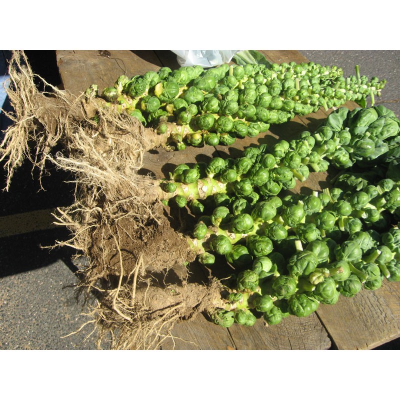 Bán COMBO 2 gói hạt giống bắp cải mini TẶNG 1 phân bón hàng chuẩn