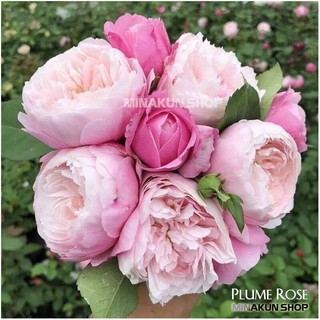Hoa hồng ngoại Plume Rose cánh cúp trứng - MinaKun Shop