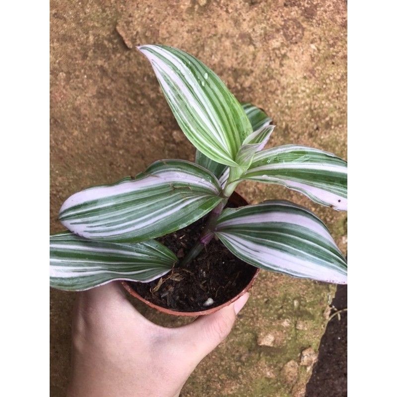 Chậu cứng Bộ sưu tập thài lài