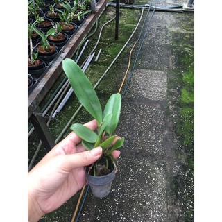 TNX60 - Lan Cattleya Mini Thơm Rainbow - Cây con