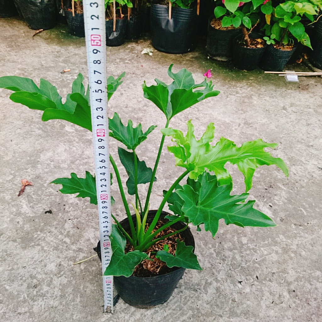 Trầu Bà Thanh Xuân - Cây cảnh trong nhà