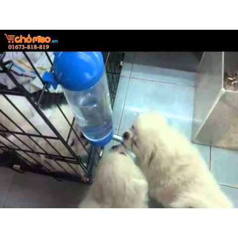 HN- Bình uống nước chó mèo tự động dạng treo chuồng lồng bình bi cho thú cưng ngậm