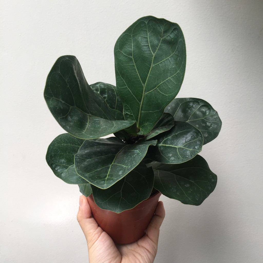 Combo chậu + cây bàng Singapore