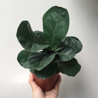 Combo chậu + cây bàng Singapore