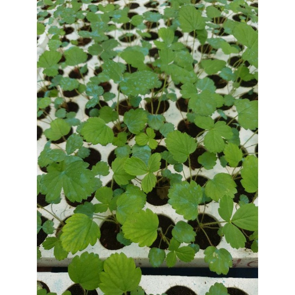 Combo 10 cây dâu tây mỹ monterey cấy mô