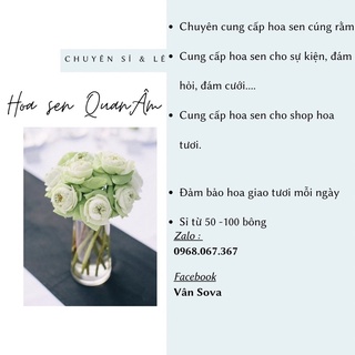 Hoa sen tươi - hoa sen quan âm - hoa sen thái trắng - hoa sen thái hồng