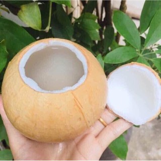 Dừa xiêm Bến Tre cỡ mini