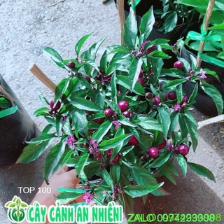 Ớt Tím Kiểng Như Hình