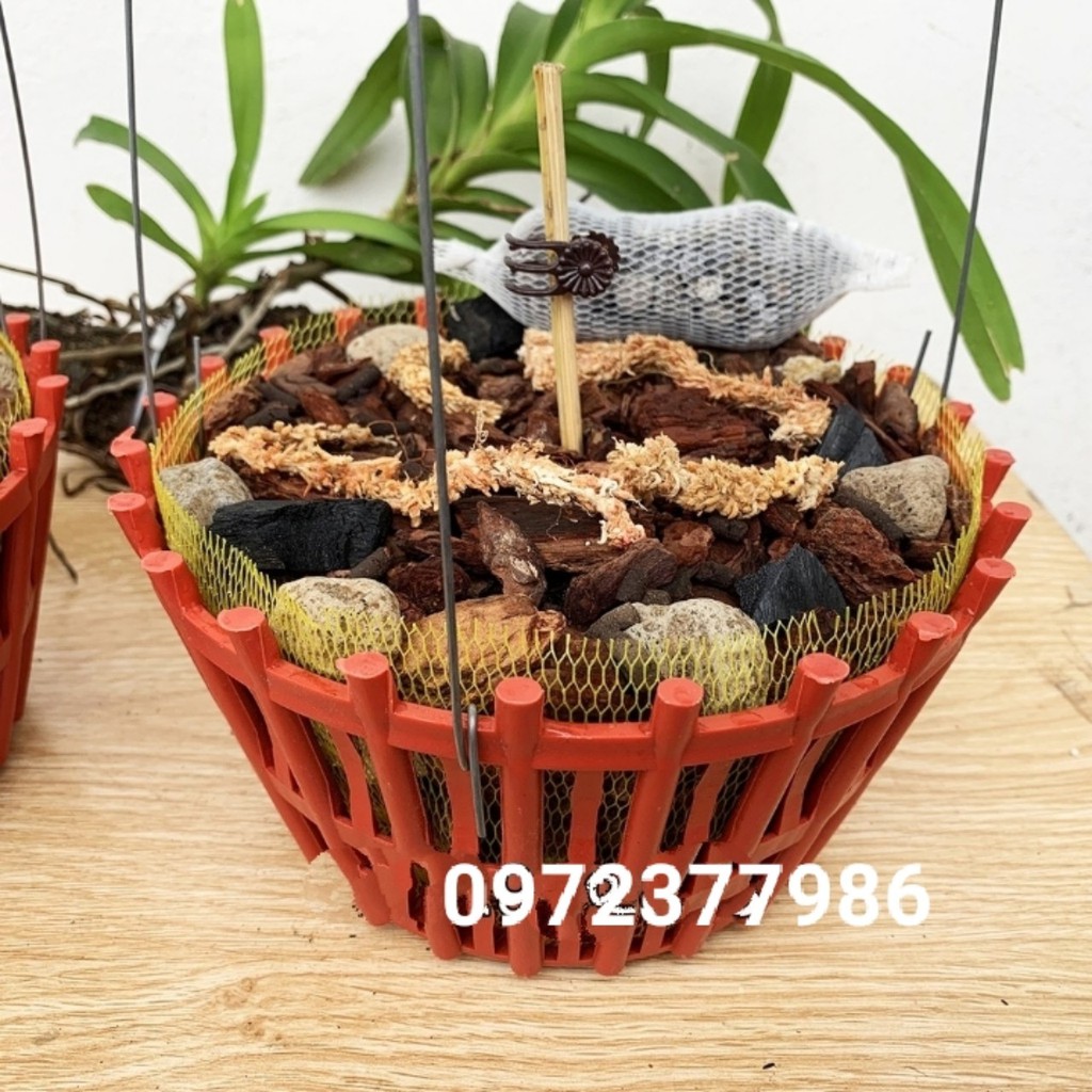 2 Chậu giá thể trồng lan hoàn chỉnh về chỉ việc chơi CB2GTL