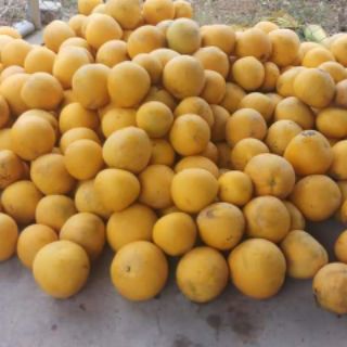 Bưởi diễn ngon cây 14 năm.