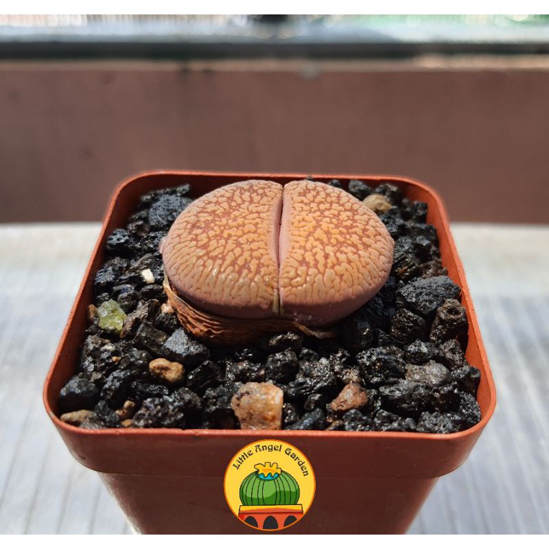 1 sen mông | Lithops | thạch lan dòng Hookeri dễ chăm nhất, giá rẻ